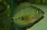 Uaru amphiacanthoides Uaru Triangle Cichlid M Kegelvlekcichlide